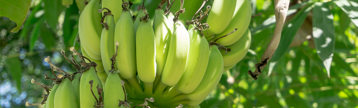 A banner image of bananas with Fyffes logo