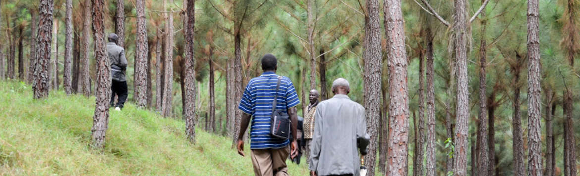 Uganda Community Reforestation project 