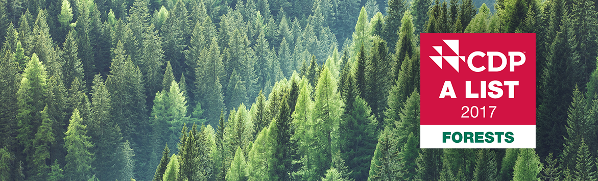 A banner image consisting of an aerial photograph of a pine tree forest. This photograph is overlaid with a CDP A List 2017 Forests' Badge