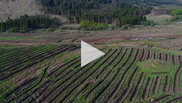 Rig of Airie award-winning planting scheme