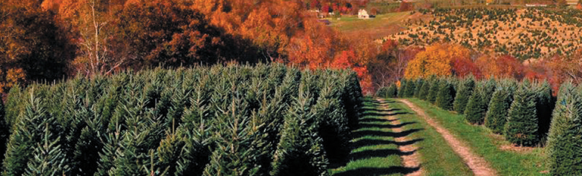 A banner image of a photograph of the Bottomley Evergreens Farm. The photograph features a field of hundreds of trees surrounding a dirt grass driveway parting the field.