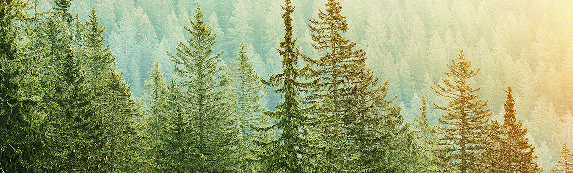 Sustainable forestry certifications explained