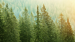 Sustainable forestry certifications explained