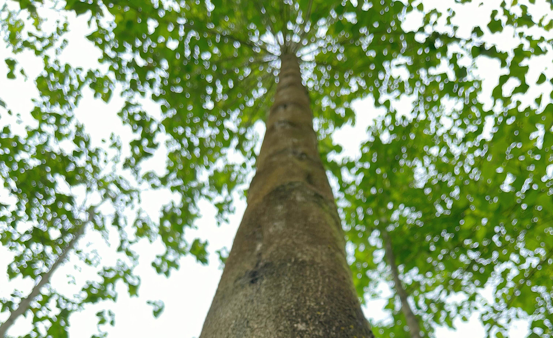 Brambles’ regenerative timber plantation in Tabasco, Mexico.