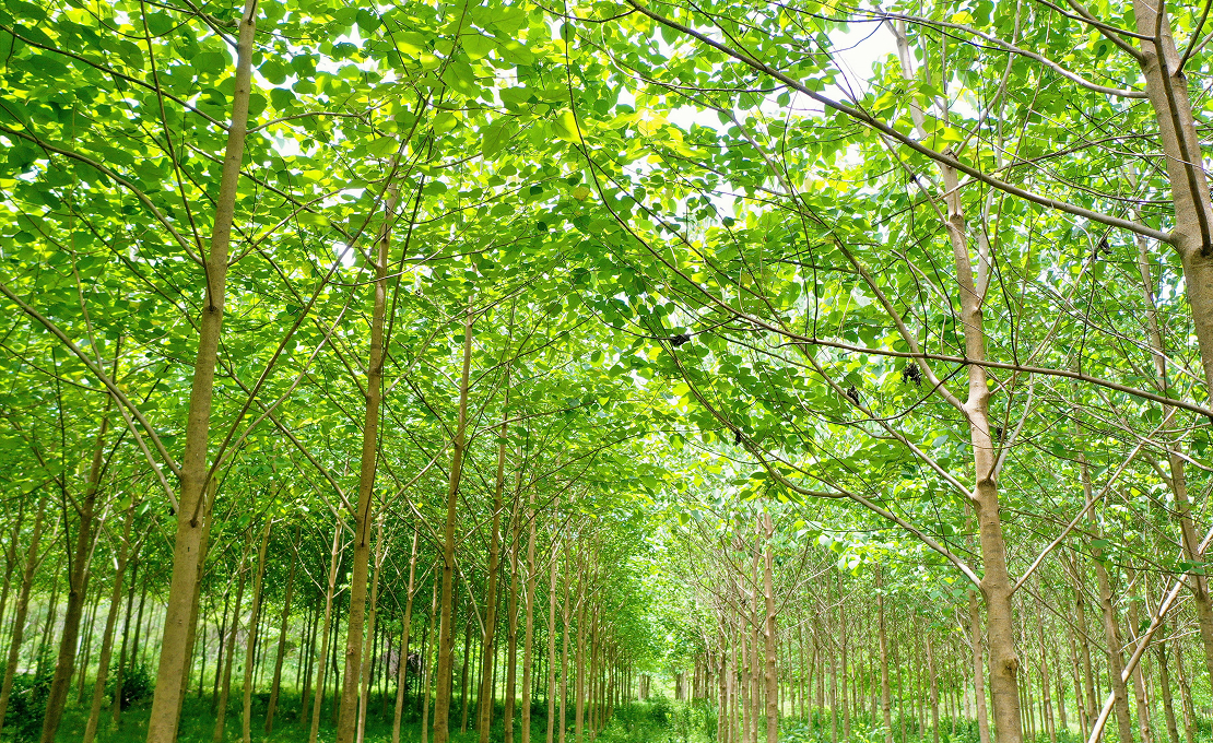 Brambles’ regenerative timber plantation in Tabasco, Mexico.