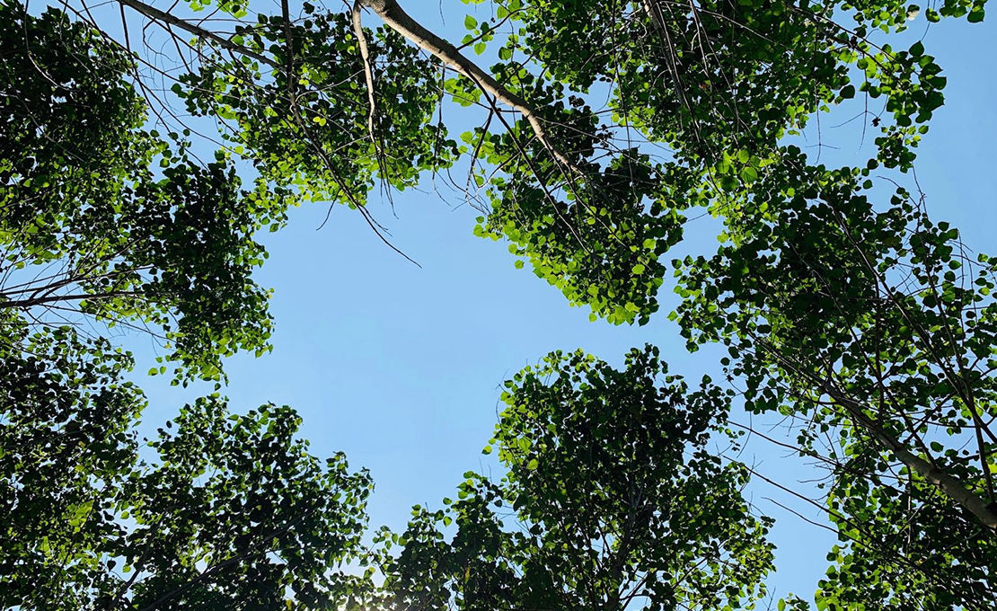 Brambles’ regenerative timber plantation in Tabasco, Mexico.