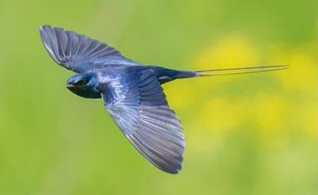 Image of a swallow