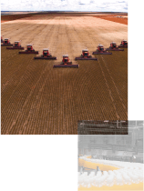An image of a group 10 Combine Harvesters all simultaneously harvesting a large field of crops